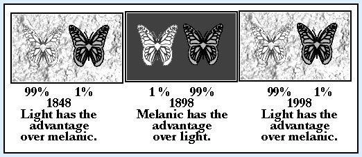 melanic moth